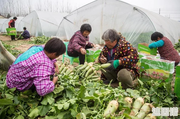 光腿拔萝卜：在农村生活中，农民们常常赤脚在田间劳作，这种场景不仅展现了他们的勤劳，也反映了对自然的亲近与尊重